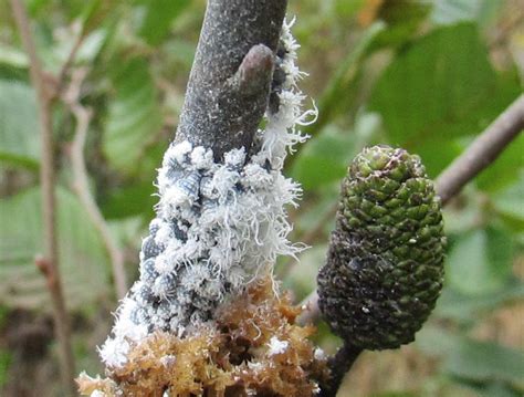 Woolly Alder Aphid Project Noah