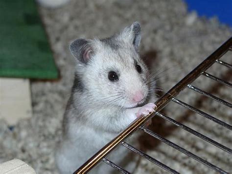 Syrian Hamster Grey Syrian Hamster Cute Hamsters Hamster