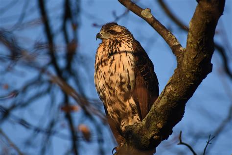 Juvenile Great Black Hawk The 2nd Only Ever To Be Recorded In The Us
