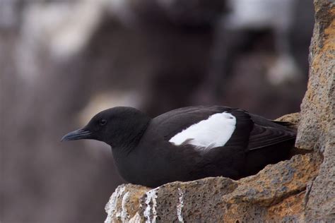 Black Guillemot photos and wallpapers. Collection of the Black Guillemot pictures
