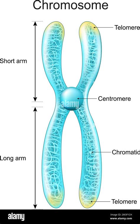 Estructura Del Cromosoma Material Genético Que Se Empaquetó En Brazos