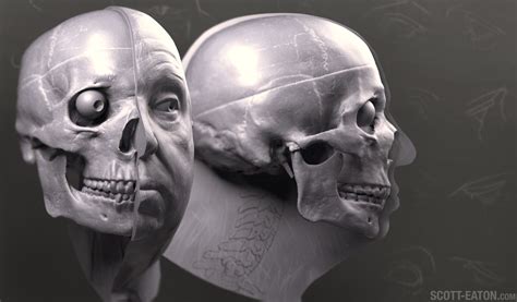 Any of the bones surrounding the mouth and nose and contributing to the eye sockets, including the upper jawbones, the zygomatic, nasal, lacrimal, and palatine bones, the inferior nasal concha and there are 29 bones in the human head. Portraiture & Facial Anatomy Online » Scott Eaton