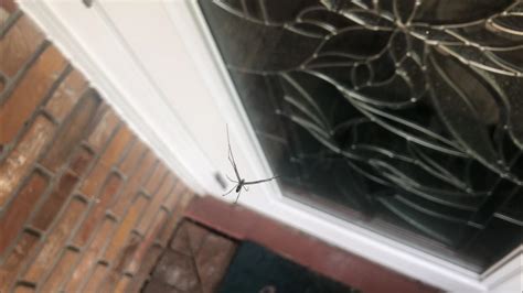 Need Help Identifying Spider Popping Up All Over Our Florida Yard