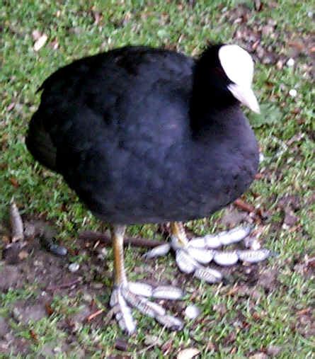 I lied i'm dying inside vine by chooniehey how you doing. St. James Park Waterfowl