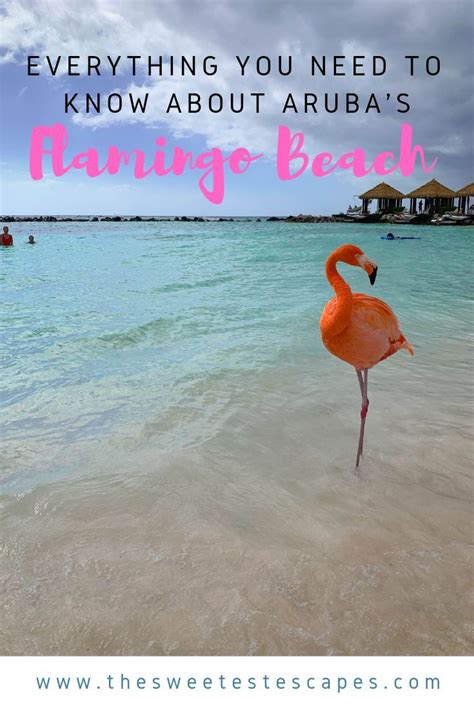 Aruba Flamingos Flamingo Beach Aruba Best Vacation Spots Need A