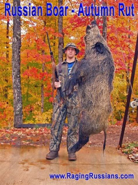 Russian Boar And The Autumn Rut Raging Boars Authentic Boar Hunting