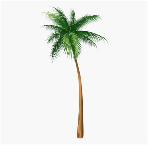 Arecaceae Coconut Tree Illustration Hq Image Free Png Palm Tree