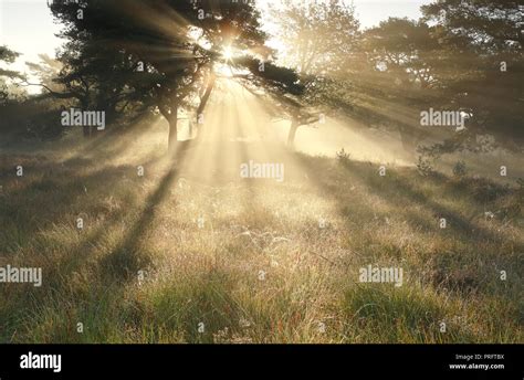 Morning Sunbeams Through Trees In Dense Mist Stock Photo Alamy