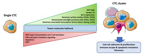 Ijms Free Full Text Circulating Tumor Cell Clusters United We