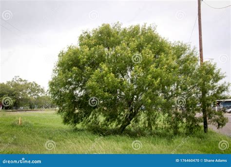 Texas Mesquite Stock Photo Image Of Natural Outdoors 176460470