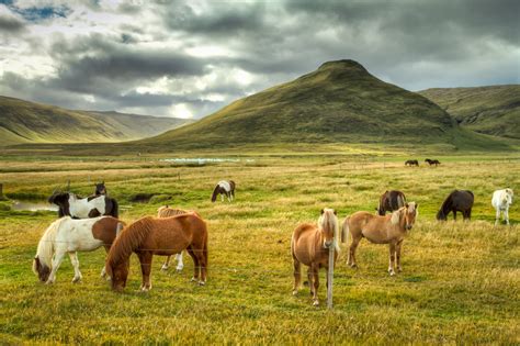 Group Of Horses On Grass Field Near A Mountain Hd Wallpaper Wallpaper