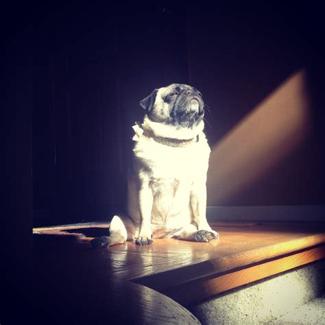 Majestic Looking Pug In The Sun Photoshopbattles