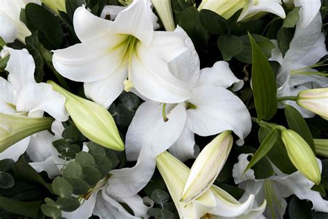 Symbolic Meanings Of Funeral And Sympathy Flowers
