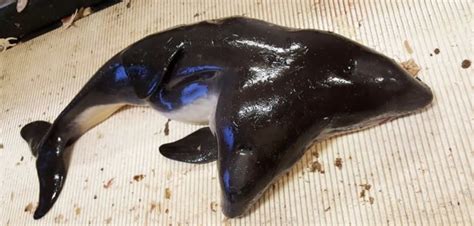 Incredibly Rare Two Headed Porpoise Found In The North Sea