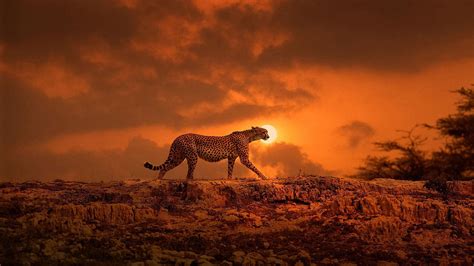35 African Sunset Wallpapers Download At Wallpaperbro African