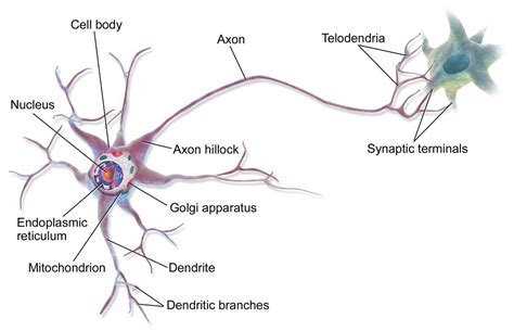 In vertebrate animals, neurons are the core components of the brain, spinal cord, and peripheral nerves. Neuronale Netze — eine Einführung - CFB Scientific ...