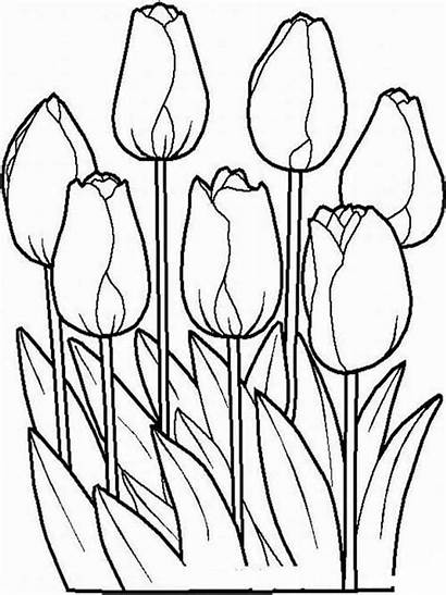 Coloring Tulip Pages Flowers Flower Tulips