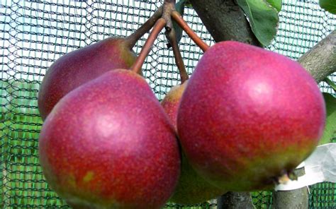 Pear Seckle Dwarf Pioneer Nursery