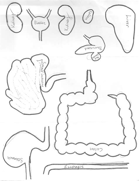 Printable Human Body Outline With Organs