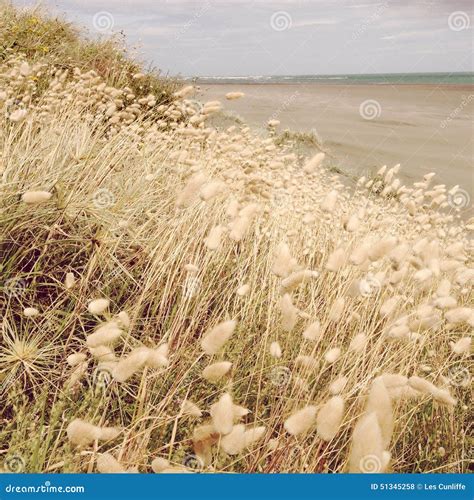 Seaside Grass Stock Photo Image Of Coast Growing Sand 51345258