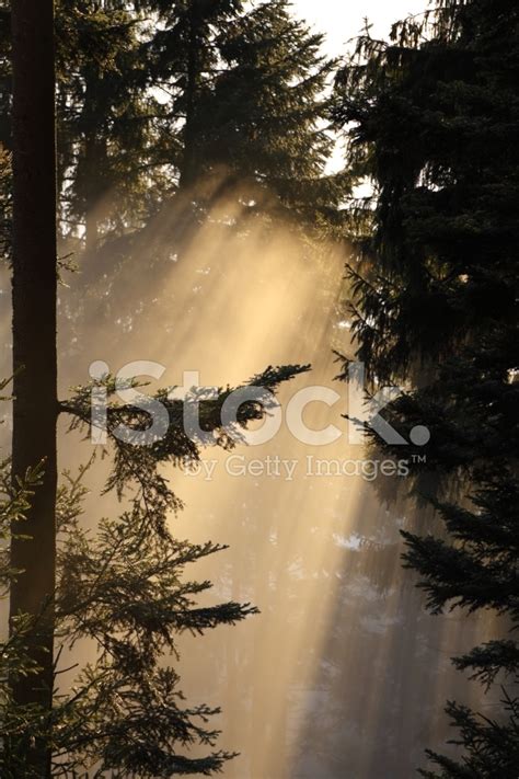 Sunbeam In Forest Stock Photo Royalty Free Freeimages