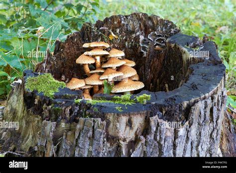 Tree Stump With Mushrooms And Moss Stock Photo Alamy