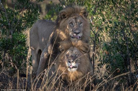 Gay Lions Put On Public Display Of Affection In Kenya Daily Mail Online