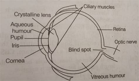 Human Eye And The Colourful World Class 10 Important Questions And Answers