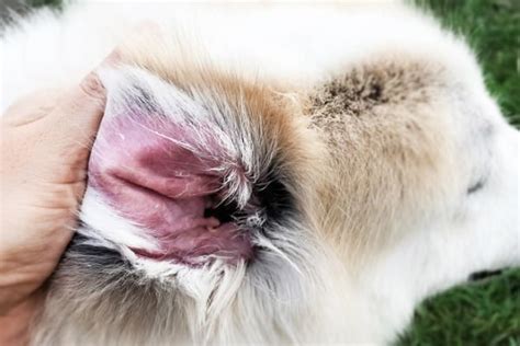 This kind of allergy is the most likely cause of a cat allergic reaction. Dog Ear Mites vs Yeast Infection: The Difference and Best ...