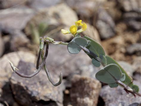 Coronilla Scorpioides Plant Biodiversity Of South Western Morocco