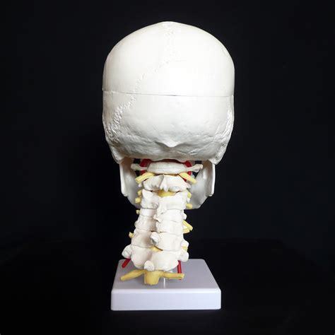 Anatomical Human Skull Model On Cervical Vertebrae Spine Vertebrae