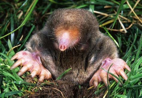 How To Get Rid Of Moles In Your Yard And Keep Them Away