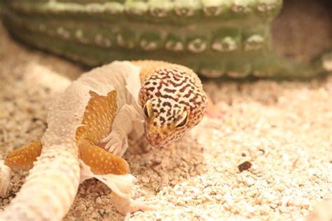 Leopard Gecko Shedding Causes Problems And Cures Reptileszilla