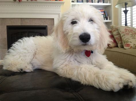 A teddy bear cut from a trusted groomer. Teddy bear goldendoodle:) | Cute dogs and puppies, Teddy ...