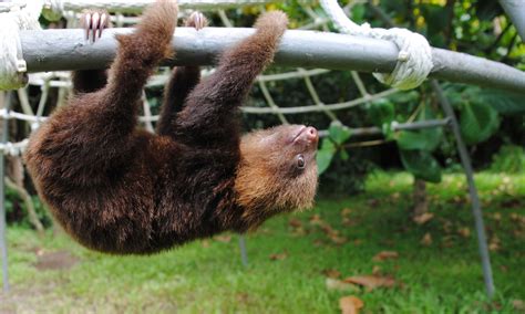 Sloth Sanctuary Of Costa Rica Sloth Rainforest Habitat Tours