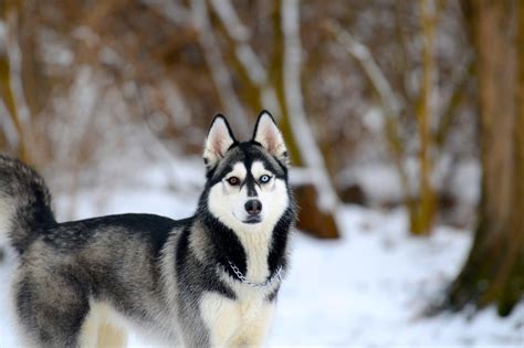 Siberian Husky Snow Dogs Hd Wallpapers
