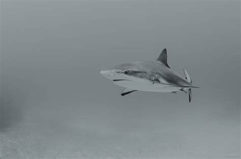 The Shark In Bw