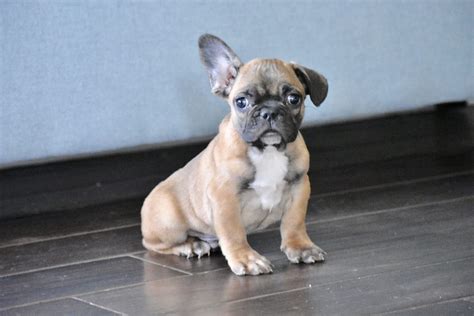 French Bulldog Puppies With Ears Down Floppy Eared French Bulldog