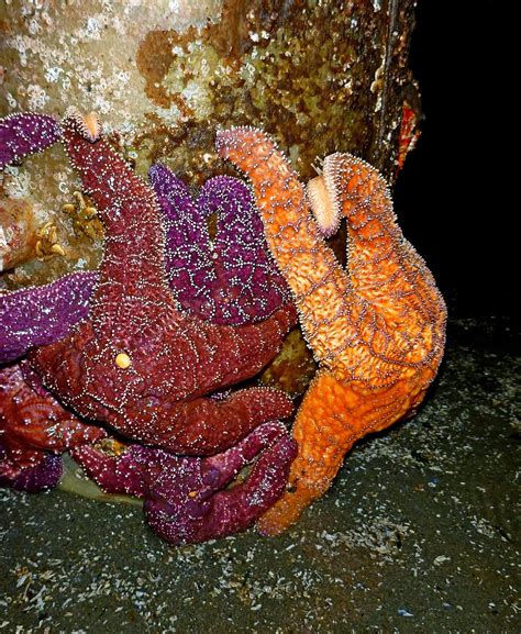 Buzzs Marine Life Of Puget Sound Harbor Seals Octopus