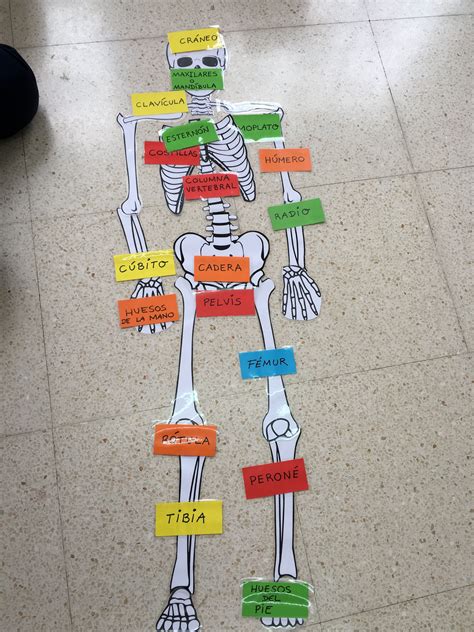 Juego De Los Huesos Esqueleto Humano Para Niños Huesos Del Cuerpo