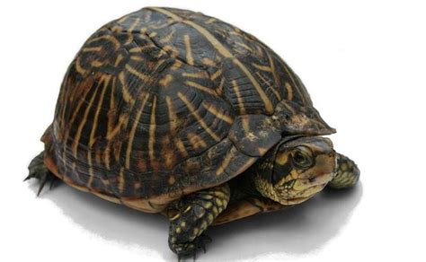 Discover indonesia's premier paradise family and dive. Reptil Hewan Vertebrata Berdarah Dingin | KitaCerdas.com