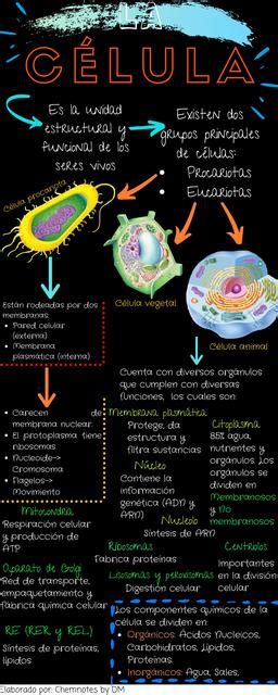 Infografia De La Celula Animal Estructura Bioenciclopedia Celula Images