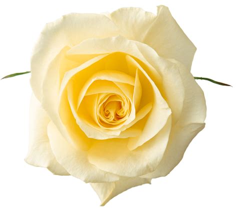 Share to twitter share to facebook. Free Clipart - Yellow Rose - PNG | Rose clipart, Yellow ...