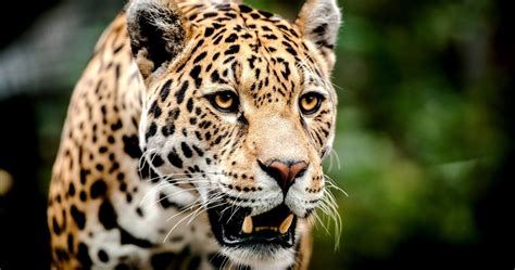 Jaguar Animal 4k Wallpapers Top Free Jaguar Animal 4k Backgrounds