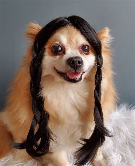 Cute Pet Braided Wig Black Color For Dog Or Cat Best Dog Halloween