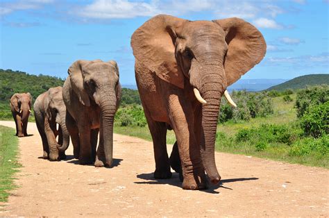 Hodiny Křižovatka Kampus Elefante Africano Průhledná Rozličný Vybudovat