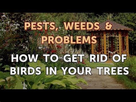How To Get Rid Of Birds In Your Trees Youtube