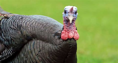 All news, headlines, photos and videos on turkey. Turkey Vision: How a Gobbler Sees
