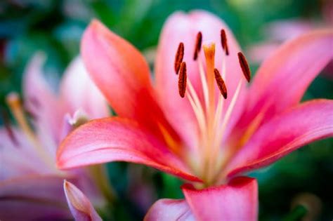 Free stock photo of close up, flora, flower
