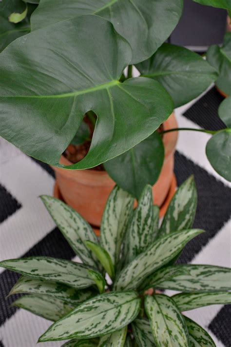 Discover the Benefits of Indoor Plants with Lifestyle Home ...